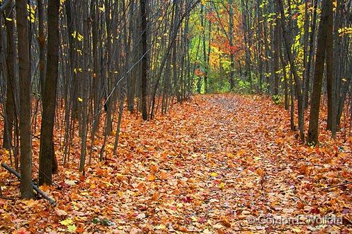 Autumn Trail_24150.jpg - Photographed in Delaware, Ohio, USA